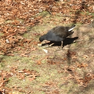 Gallinula tenebrosa at Belconnen, ACT - 24 Jun 2018