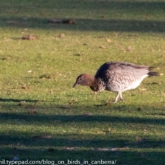 Chenonetta jubata (Australian Wood Duck) at Red Hill, ACT - 23 Jun 2018 by JonSteinbeck