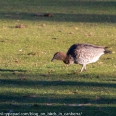 Chenonetta jubata (Australian Wood Duck) at Red Hill, ACT - 23 Jun 2018 by BIrdsinCanberra