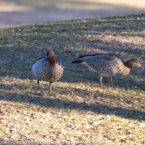 Chenonetta jubata at Red Hill, ACT - 23 Jun 2018