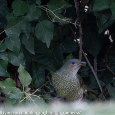 Ptilonorhynchus violaceus (Satin Bowerbird) at Hughes, ACT - 23 Jun 2018 by BIrdsinCanberra