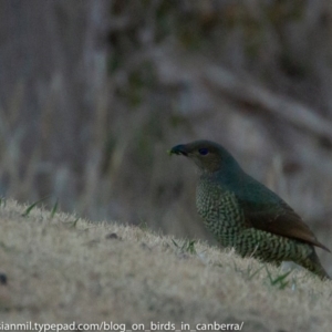 Ptilonorhynchus violaceus at Hughes, ACT - 23 Jun 2018 04:30 PM