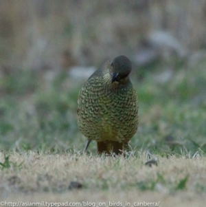 Ptilonorhynchus violaceus at Hughes, ACT - 23 Jun 2018 04:30 PM