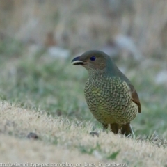 Ptilonorhynchus violaceus at Hughes, ACT - 23 Jun 2018 04:30 PM