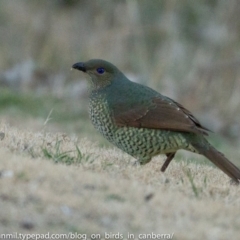 Ptilonorhynchus violaceus at Hughes, ACT - 23 Jun 2018 04:30 PM