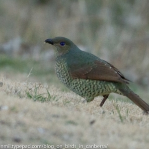 Ptilonorhynchus violaceus at Hughes, ACT - 23 Jun 2018 04:30 PM