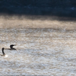 Phalacrocorax carbo at Stromlo, ACT - 24 Jun 2018 08:44 AM