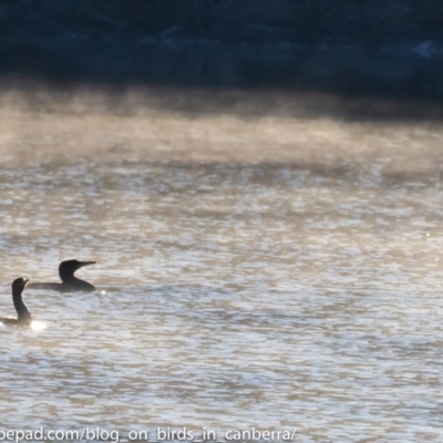 Phalacrocorax carbo (Great Cormorant) at Stromlo, ACT - 24 Jun 2018 by JonSteinbeck