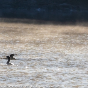 Phalacrocorax carbo at Stromlo, ACT - 24 Jun 2018 08:44 AM