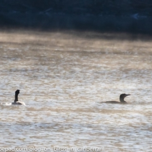 Phalacrocorax carbo at Stromlo, ACT - 24 Jun 2018 08:44 AM