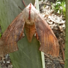 Coequosa australasiae (Double Headed Hawk Moth) at Wolumla, NSW - 6 Mar 2012 by SueMuffler
