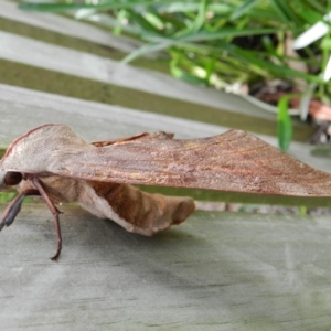 Coequosa australasiae at Wolumla, NSW - 6 Mar 2012