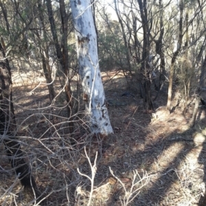 Strepera versicolor at Majura, ACT - 24 Jun 2018 11:02 AM