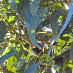 Acanthorhynchus tenuirostris (Eastern Spinebill) at Wanniassa Hill - 24 Jun 2018 by RodDeb