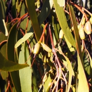 Amyema miquelii at Macarthur, ACT - 24 Jun 2018 01:25 PM