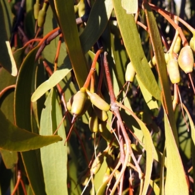 Amyema miquelii (Box Mistletoe) at Wanniassa Hill - 24 Jun 2018 by RodDeb