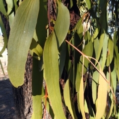 Amyema miquelii at Macarthur, ACT - 24 Jun 2018