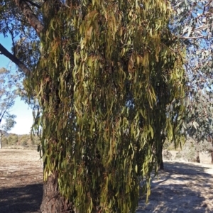 Amyema miquelii at Macarthur, ACT - 24 Jun 2018 01:25 PM