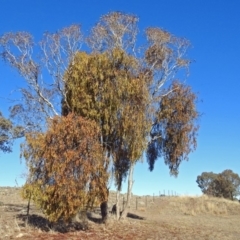 Amyema miquelii at Macarthur, ACT - 24 Jun 2018 01:25 PM