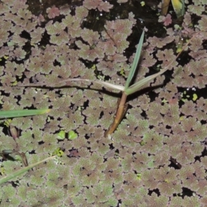 Azolla rubra at Fyshwick, ACT - 28 May 2018