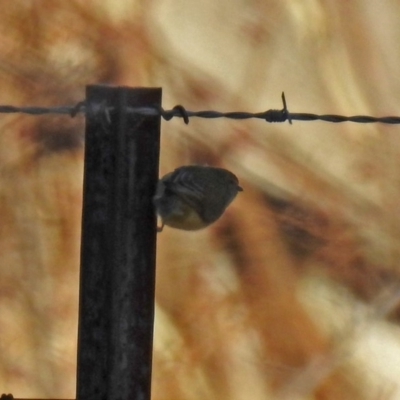 Smicrornis brevirostris (Weebill) at Gilmore, ACT - 24 Jun 2018 by RodDeb