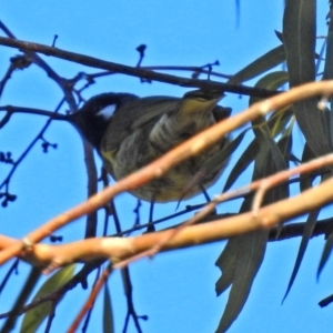 Nesoptilotis leucotis at Macarthur, ACT - 24 Jun 2018