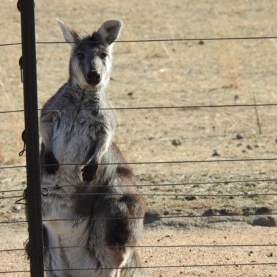 Osphranter robustus (Wallaroo) at Booth, ACT - 23 Jun 2018 by CorinPennock