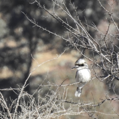 Dacelo novaeguineae (Laughing Kookaburra) at Booth, ACT - 24 Jun 2018 by CorinPennock