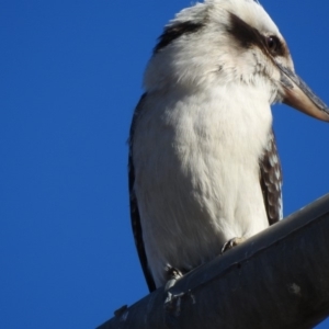 Dacelo novaeguineae at Gordon, ACT - 24 Jun 2018