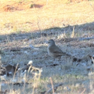 Climacteris picumnus at Hume, ACT - 24 Jun 2018