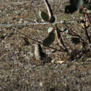 Climacteris picumnus victoriae at Hume, ACT - 24 Jun 2018