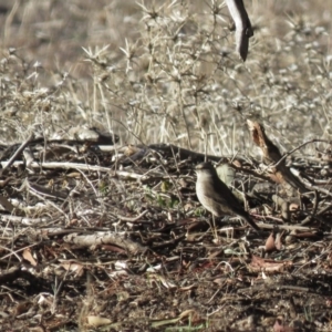 Climacteris picumnus victoriae at Hume, ACT - 24 Jun 2018