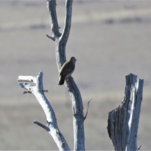 Climacteris picumnus at Hume, ACT - 24 Jun 2018