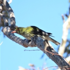 Oriolus sagittatus (Olive-backed Oriole) at Hume, ACT - 24 Jun 2018 by KumikoCallaway