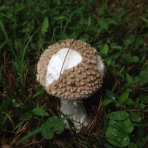 Amanita sp. at undefined - 31 Dec 2016 11:15 AM