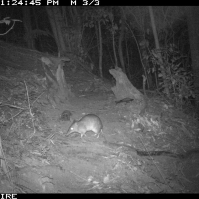 Perameles nasuta (Long-nosed Bandicoot) at Undefined - 21 Aug 2016 by Nivlek