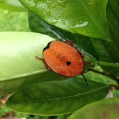 Musgraveia sulciventris (Bronze Orange Bug) at Broughton Vale, NSW - 23 Oct 2015 by Nivlek