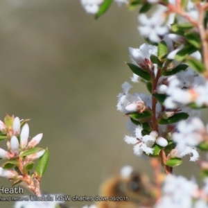 Styphelia ericoides at South Pacific Heathland Reserve - 8 Sep 2015 12:00 AM