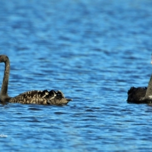 Cygnus atratus at Milton, NSW - 4 Sep 2015