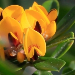 Pultenaea daphnoides (Large-leaf Bush-pea) at South Pacific Heathland Reserve - 9 Sep 2015 by CharlesDove