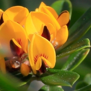 Pultenaea daphnoides at South Pacific Heathland Reserve - 9 Sep 2015