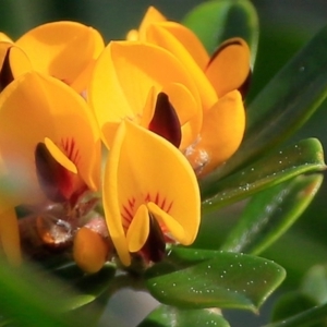 Pultenaea daphnoides at South Pacific Heathland Reserve - 9 Sep 2015 12:00 AM