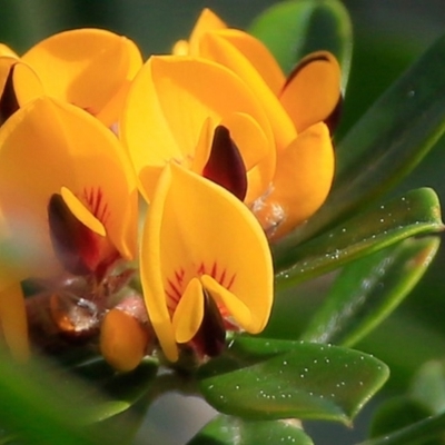 Pultenaea daphnoides (Large-leaf Bush-pea) at South Pacific Heathland Reserve - 8 Sep 2015 by CharlesDove