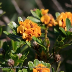 Pultenaea daphnoides at South Pacific Heathland Reserve - 9 Sep 2015 12:00 AM