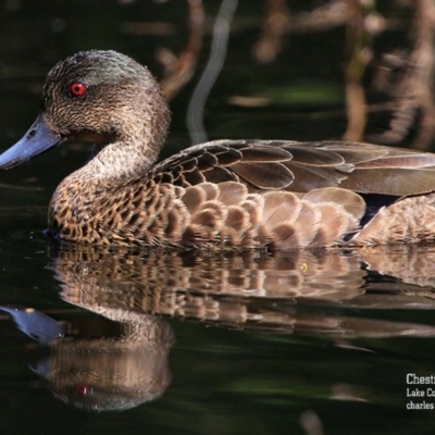 Anas castanea (Chestnut Teal) at Milton, NSW - 8 Sep 2015 by Charles Dove