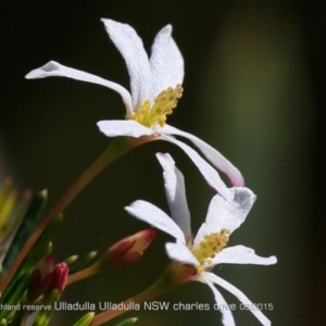 Ricinocarpos pinifolius at South Pacific Heathland Reserve - 8 Sep 2015 12:00 AM