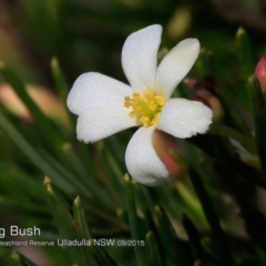 Ricinocarpos pinifolius at South Pacific Heathland Reserve - 8 Sep 2015 12:00 AM