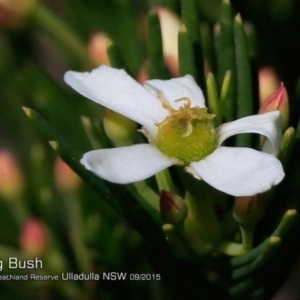 Ricinocarpos pinifolius at South Pacific Heathland Reserve - 8 Sep 2015 12:00 AM