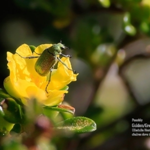 Scarabaeidae (family) at Ulladulla, NSW - 9 Sep 2015