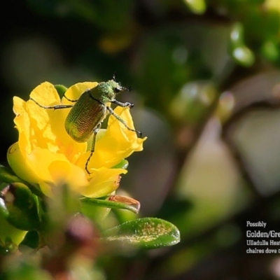 Scarabaeidae (family) (Scarab beetle, curl grub) at Ulladulla, NSW - 9 Sep 2015 by CharlesDove